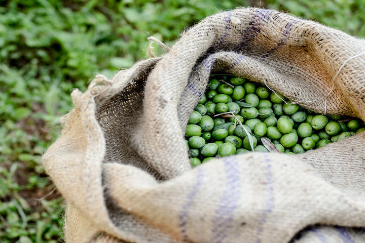 A Sicilian Olive Harvest: One Family’s Annual Tradition