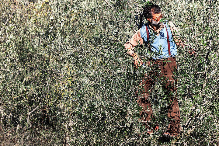 The Olive Harvest, Tuscany