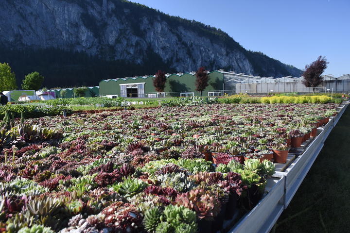 Where to Eat in Kufstein, Austria